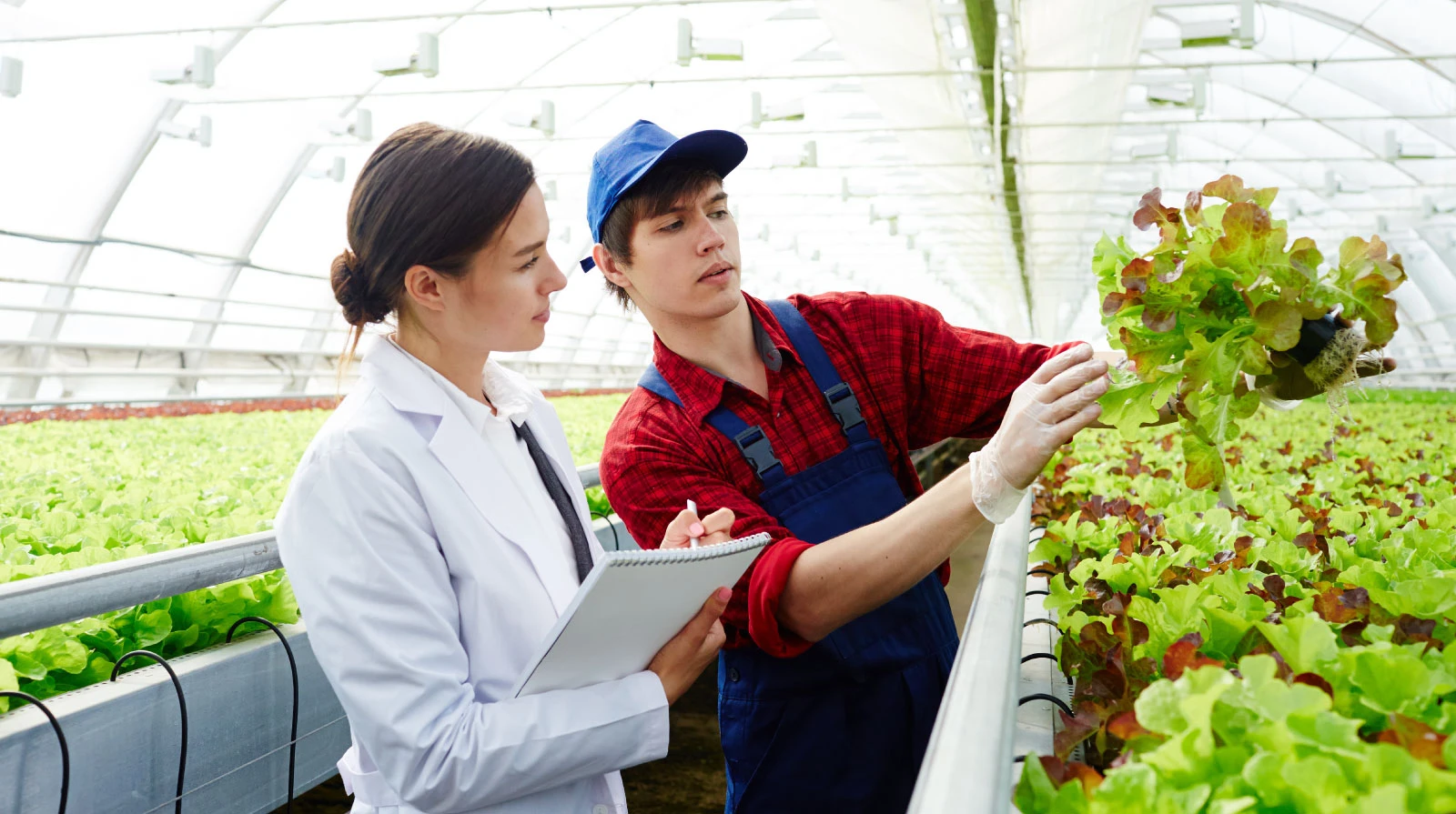 Agricultura, alimentação e agroindústria: agenda de investigação e inovação para a sustentabilidade