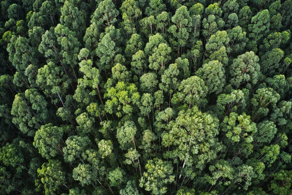 O Princípio DNSH e o Futuro do Financiamento Sustentável: Guia Completo para Empresas