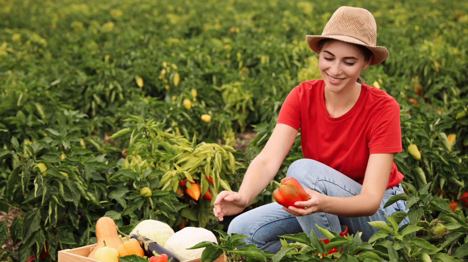 PDR: Setor Agrícola - Avisos em destaque