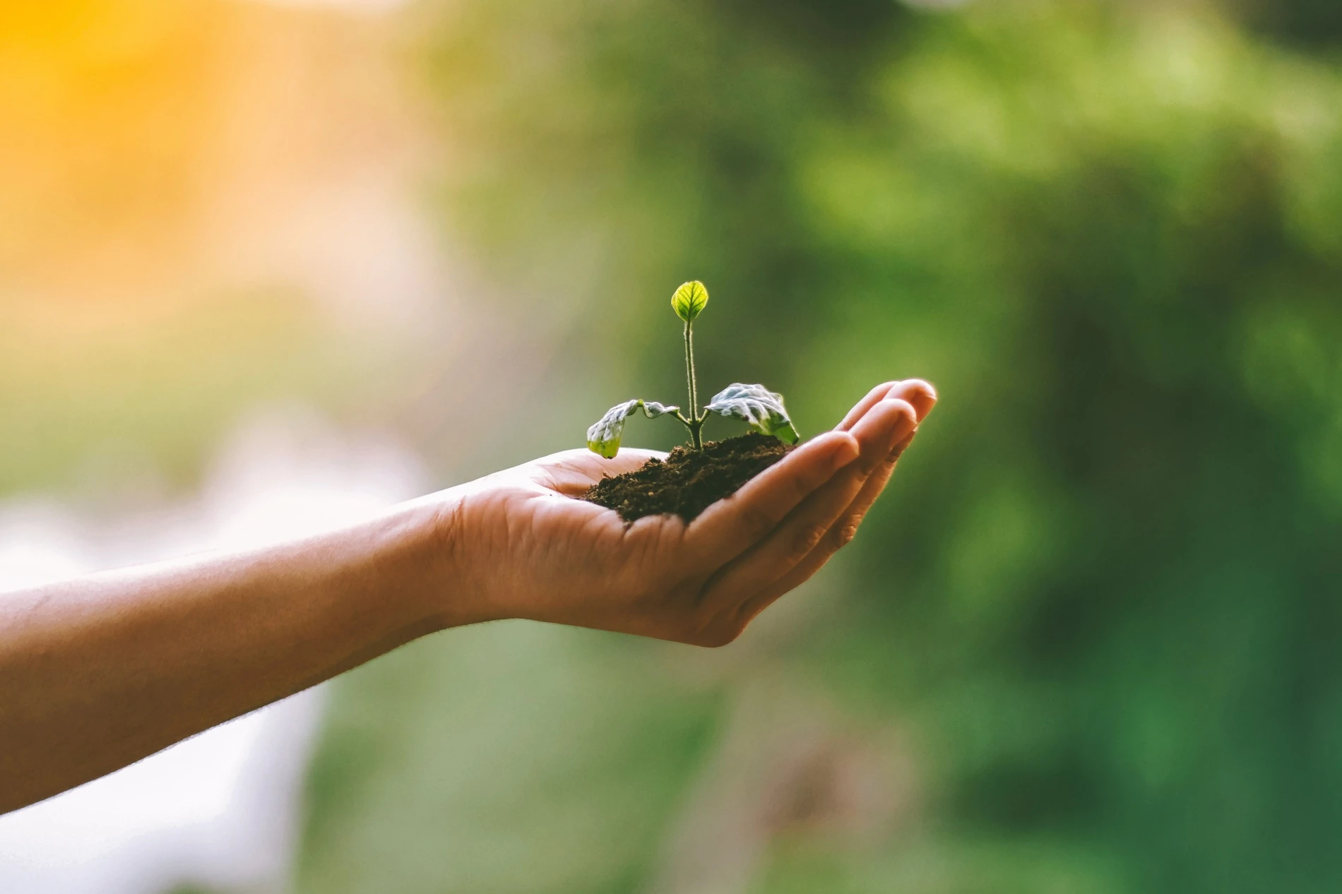 Sustentabilidade: de op&ccedil;&atilde;o a vantagem competitiva