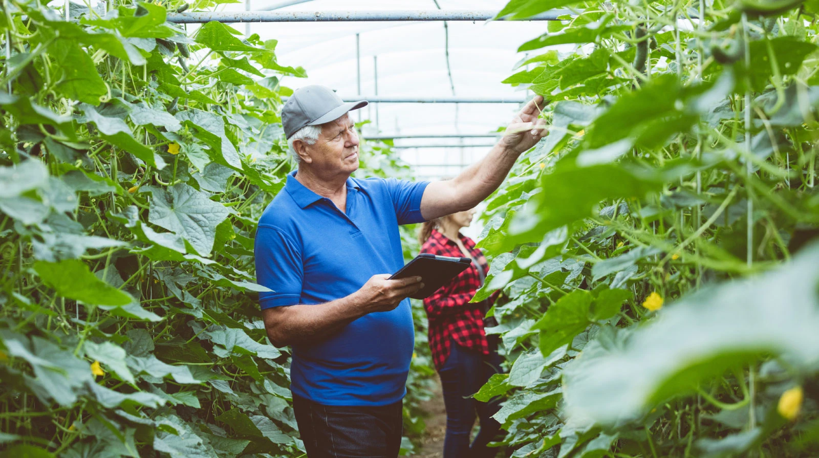 Financiar a produção e transformação na agroindústria